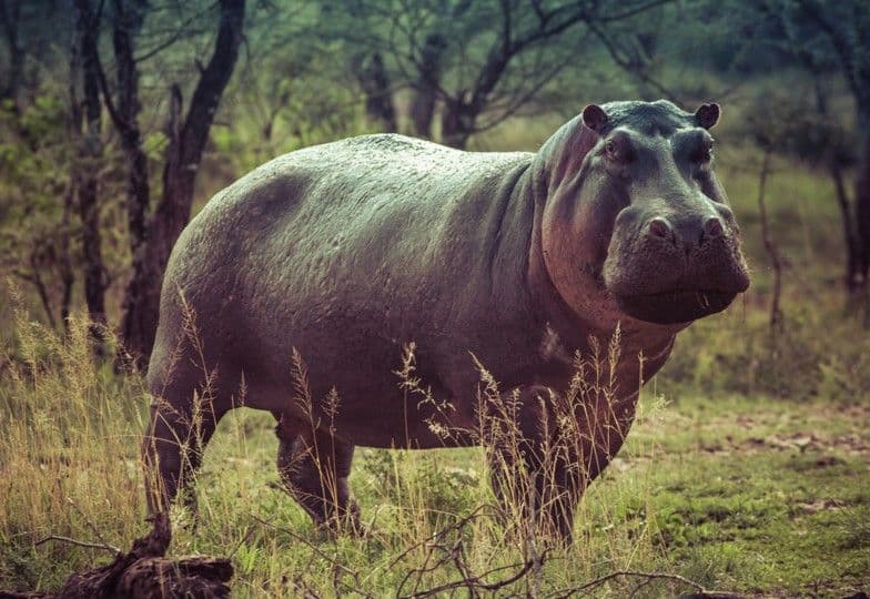 Hippopotamus symbolizing harmony, nurture, and togetherness at The Adventure: Family Bonding Retreat – fostering unity, connection, and lasting memories.