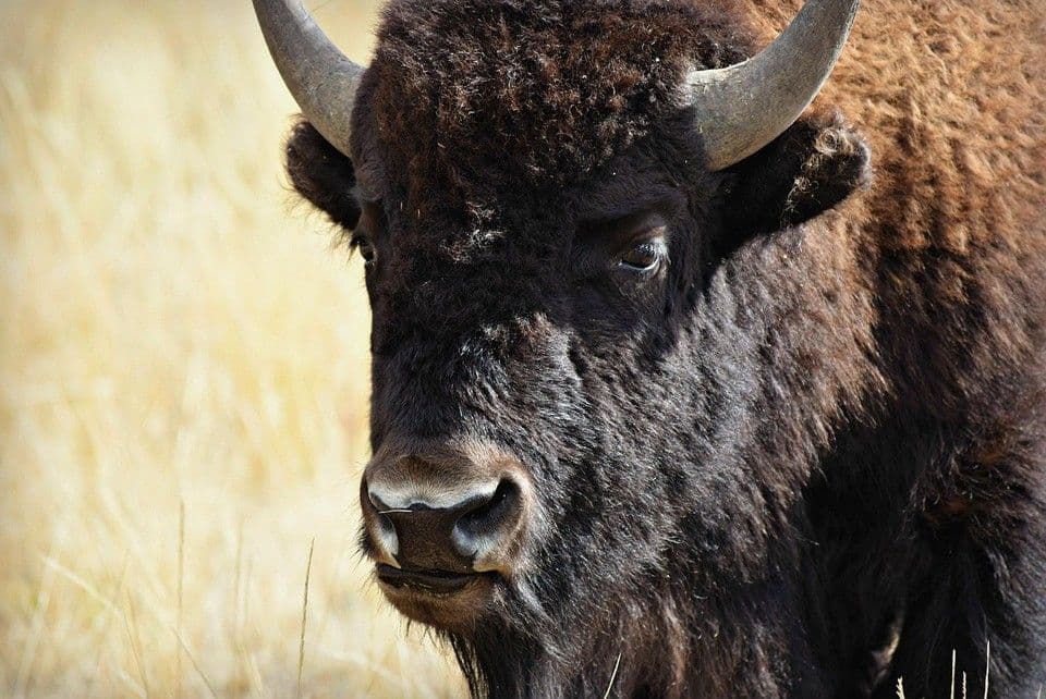 Buffalo symbolizing resilience, confidence, and presence at The Voyager: Personal Branding Workshop – empowering authenticity, strength, and influence.