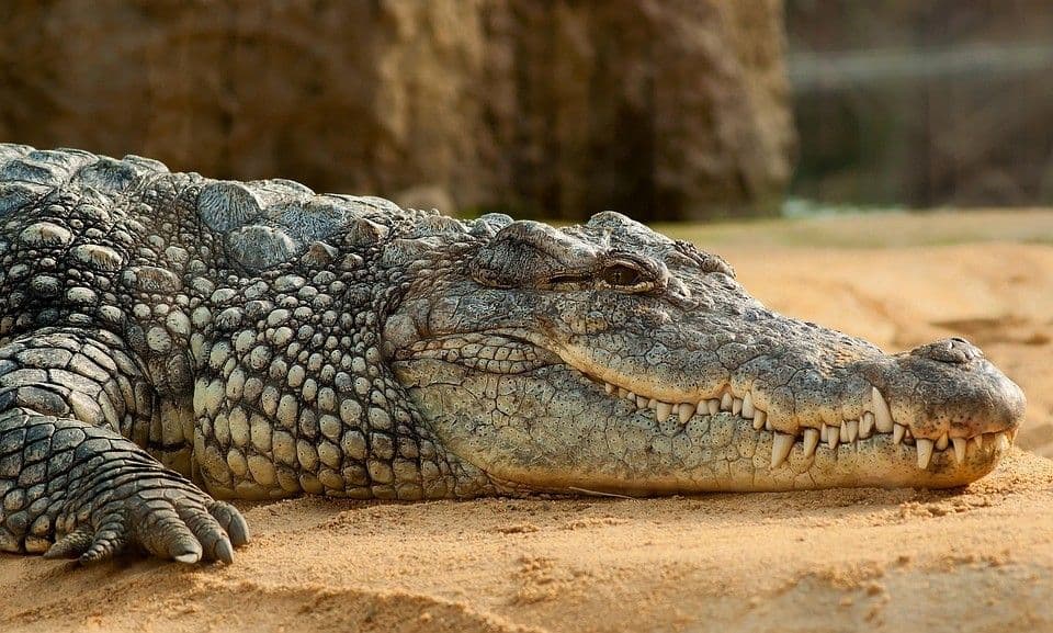 Crocodile symbolizing strategy, patience, and power at The Explorer: Brand Development Workshop – building strength, precision, and lasting impact.