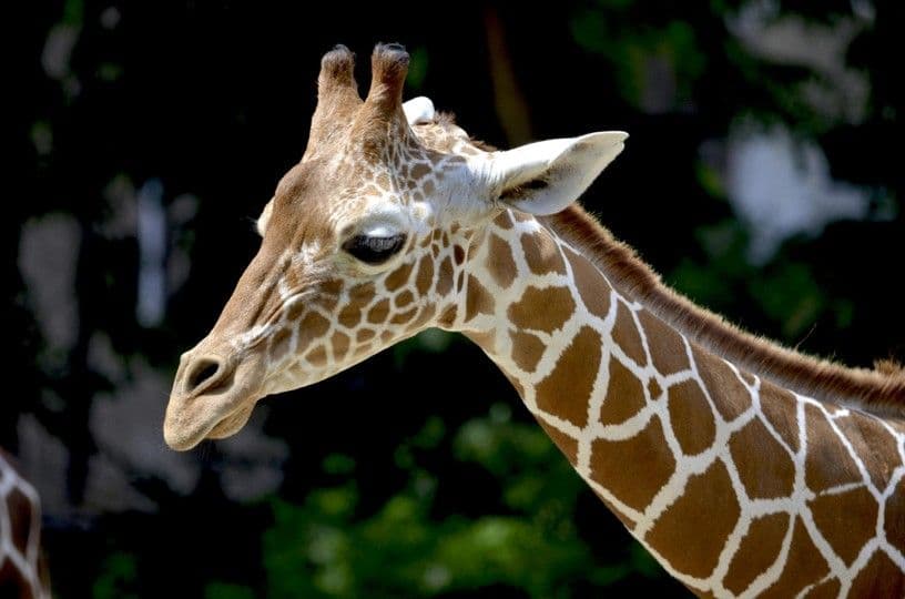 Giraffe symbolizing vision, grace, and perspective at The Discovery: Leadership Workshop – inspiring clarity, confidence, and forward thinking.